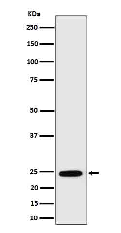 Western blot analysis of RalA in MCF7 cell lysate.