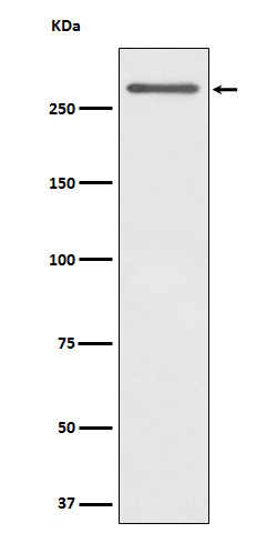 Western blot analysis of CD35 expression in Human tonsil cell lysate.