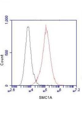 SMC1 alpha Ab