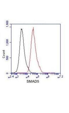 SMAD5 Ab