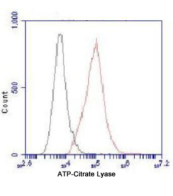 ATP citrate synthase Ab