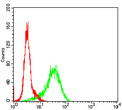 GSK 3 beta Ab