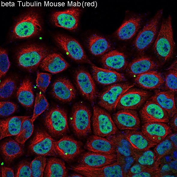 beta Tubulin Ab