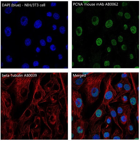 beta Tubulin Ab