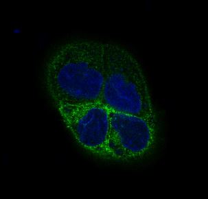 beta III Tubulin Ab