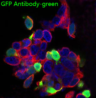 GFP tag Ab