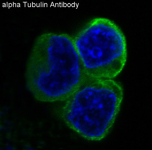 alpha 4A Tubulin Ab