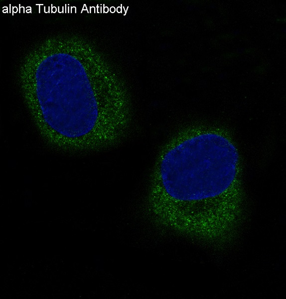 alpha 4A Tubulin Ab