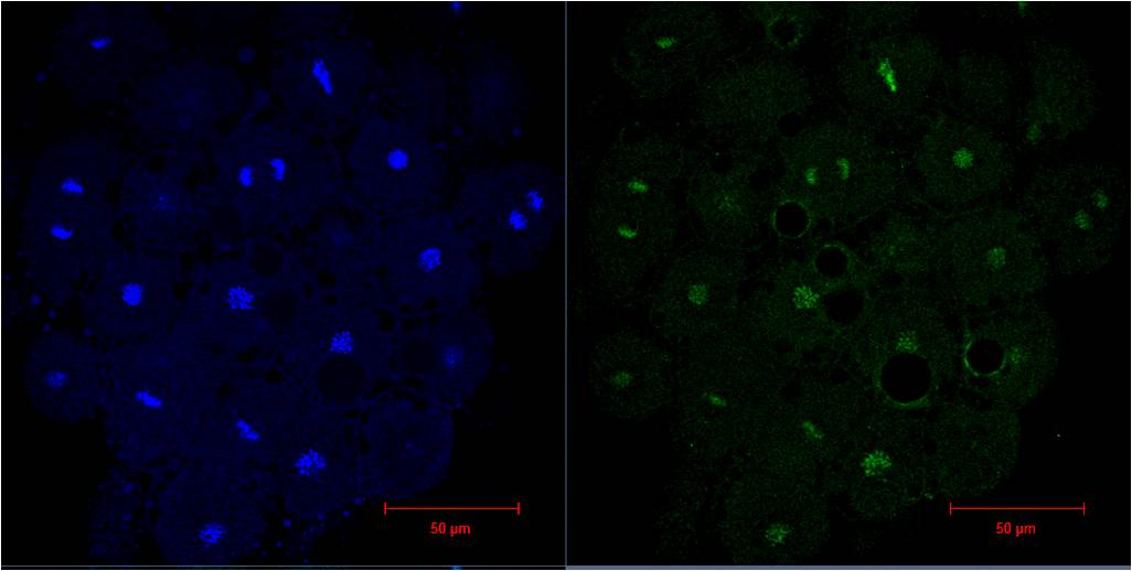 Histone H3.1 Ab