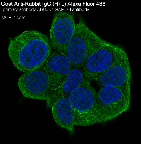 Goat Anti-Rabbit IgG (AF488)