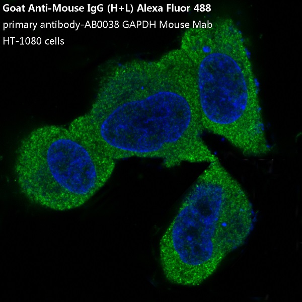 Goat Anti-Mouse IgG (AF488)