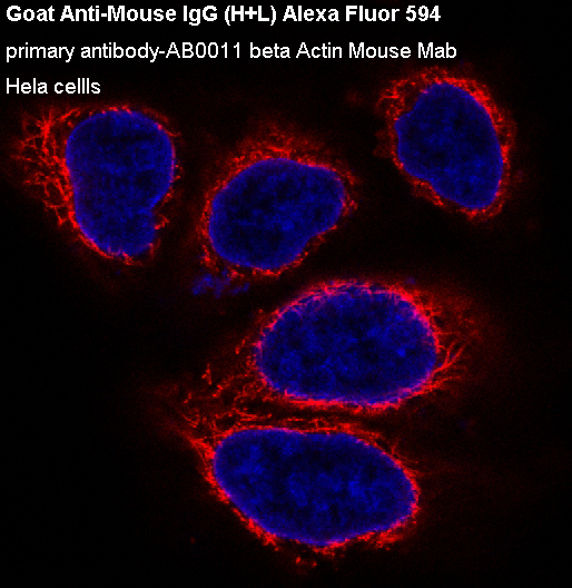 Goat Anti-Mouse IgG (AF594)