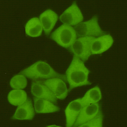 Fatty acid synthase Ab