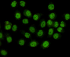 SMC1 alpha Ab