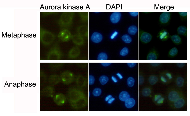 Aurora kinase A Ab