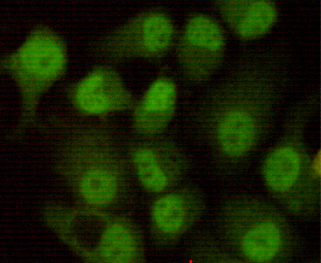 DNA PKcs Ab