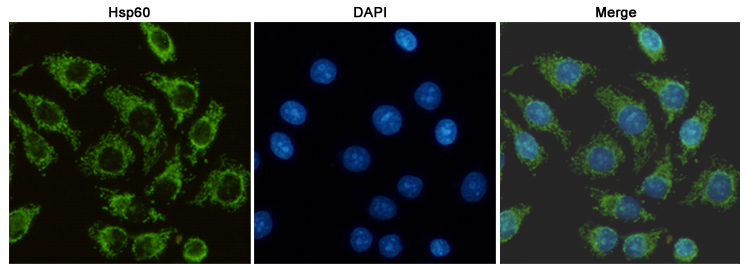 Hsp60 Ab