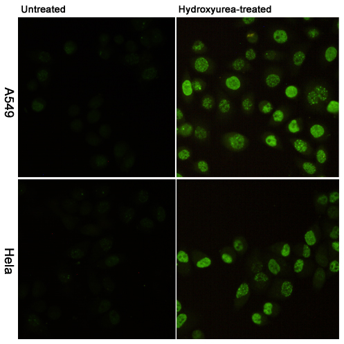 p-Histone H2A.X (S139) Ab