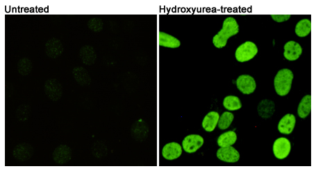 p-Histone H2A.X (S139) Ab