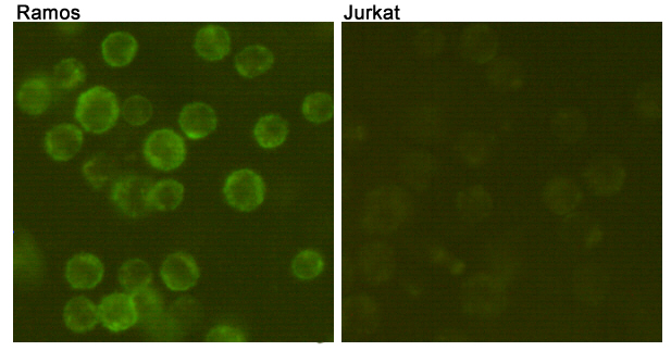 CD19 Ab (FITC)