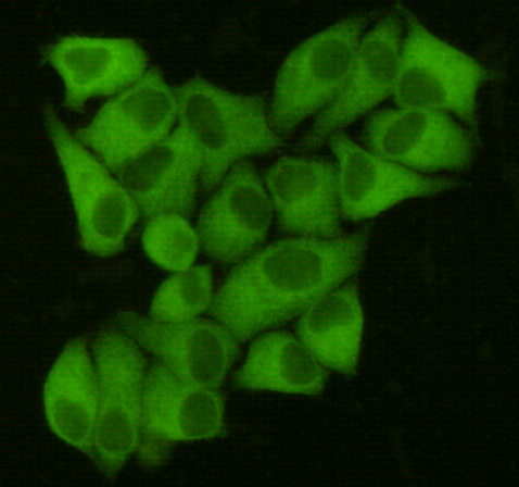 Fatty acid synthase Ab