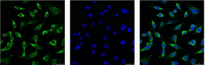 Peroxiredoxin 1 Ab