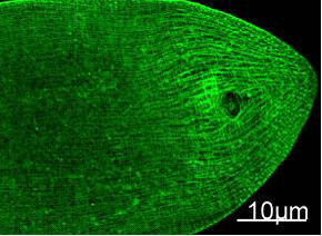 Myosin heavy chain 1 Ab