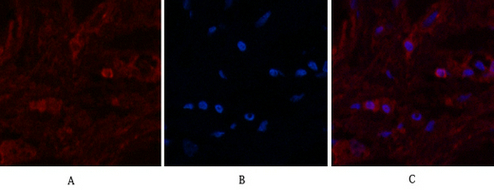 alpha Lactalbumin Ab