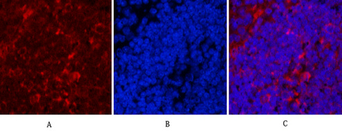 Hsp90 beta Ab