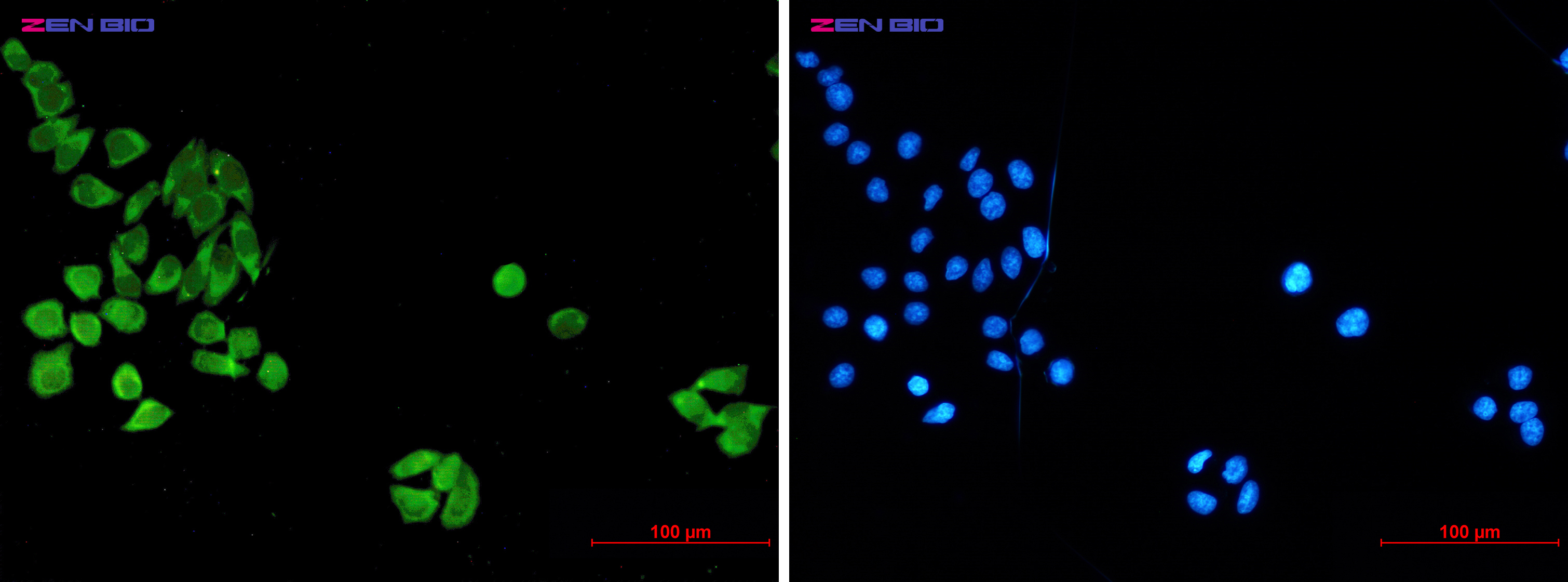 Cleaved-Caspase 8 p18 Ab