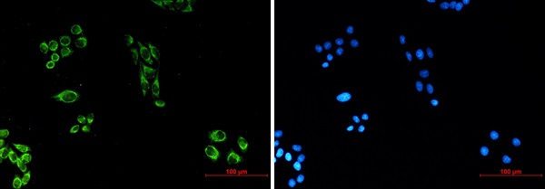 Cytochrome C Ab