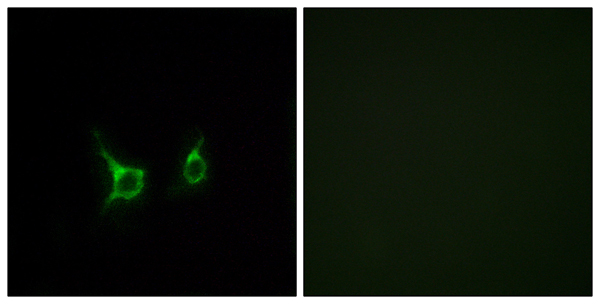 Free fatty acid receptor 2 Ab