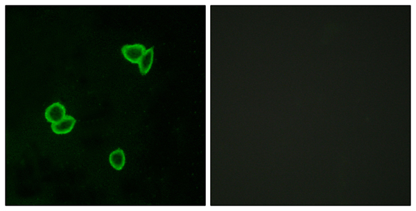 Latrophilin 1 Ab