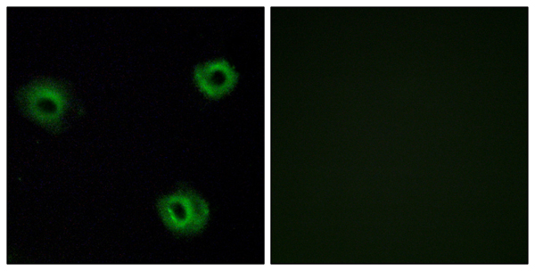 Neurotensin receptor type 2 Ab