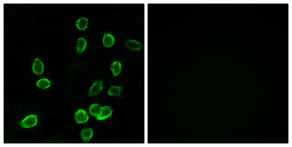 ATP5MC3 Ab