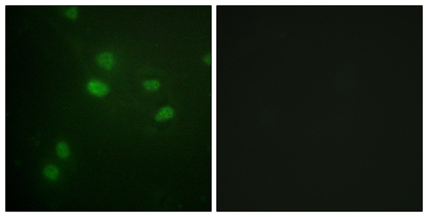 p-Histone H3 (T12) Ab