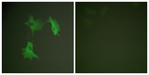 alpha 1A Tubulin Ab