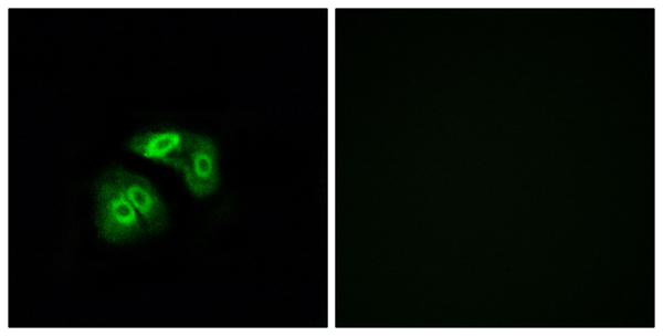 Vomeronasal type 1 receptor 5 Ab