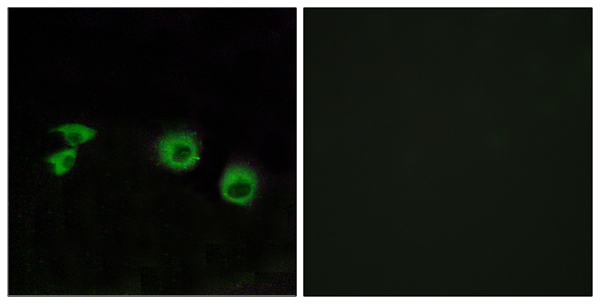 TRAF3 interacting protein 1 Ab