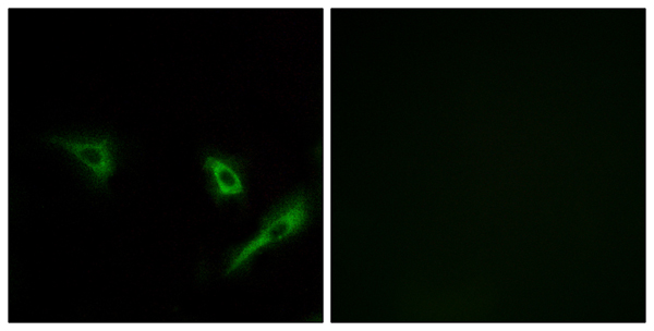 Cysteine protease ATG4A Ab