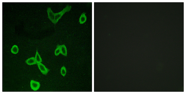 Histamine H4 receptor Ab