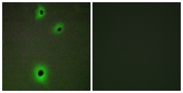 Cell adhesion molecule 4 Ab