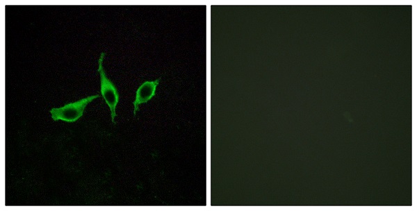 Free fatty acid receptor 4 Ab