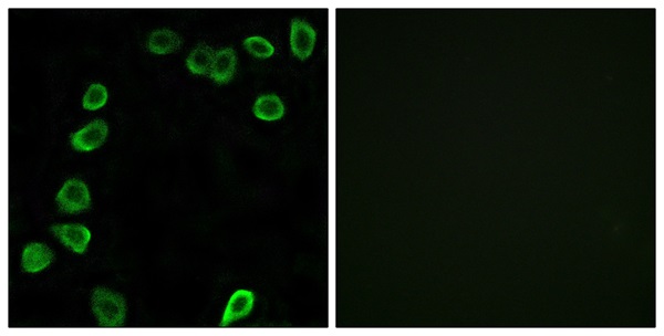 Laminin alpha 4 Ab