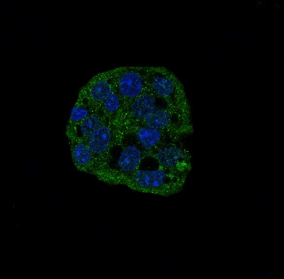 Cleaved-Caspase 3 p17 Ab