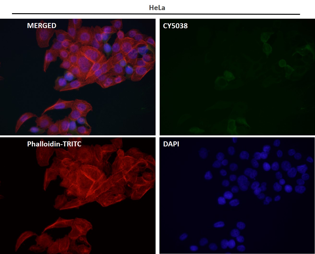 Caspase 8 Ab