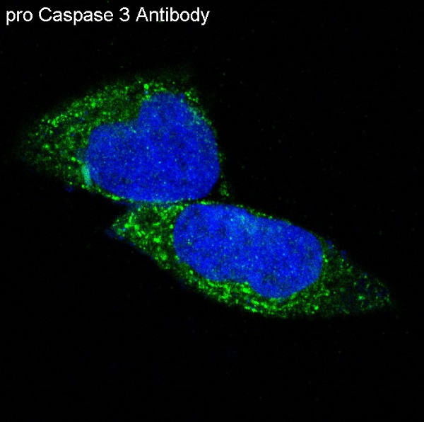 Caspase 3 Ab