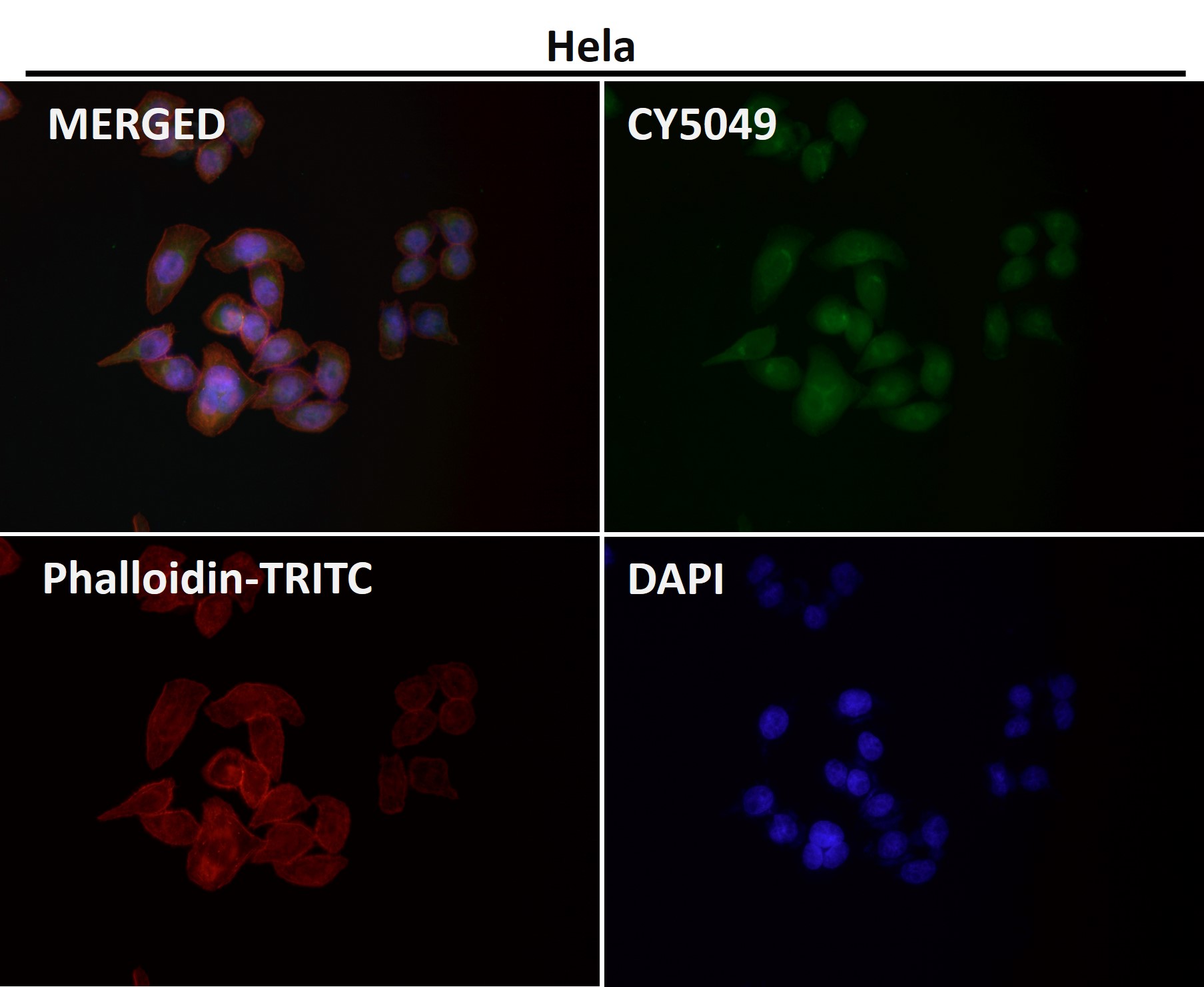 Caspase 9 Ab