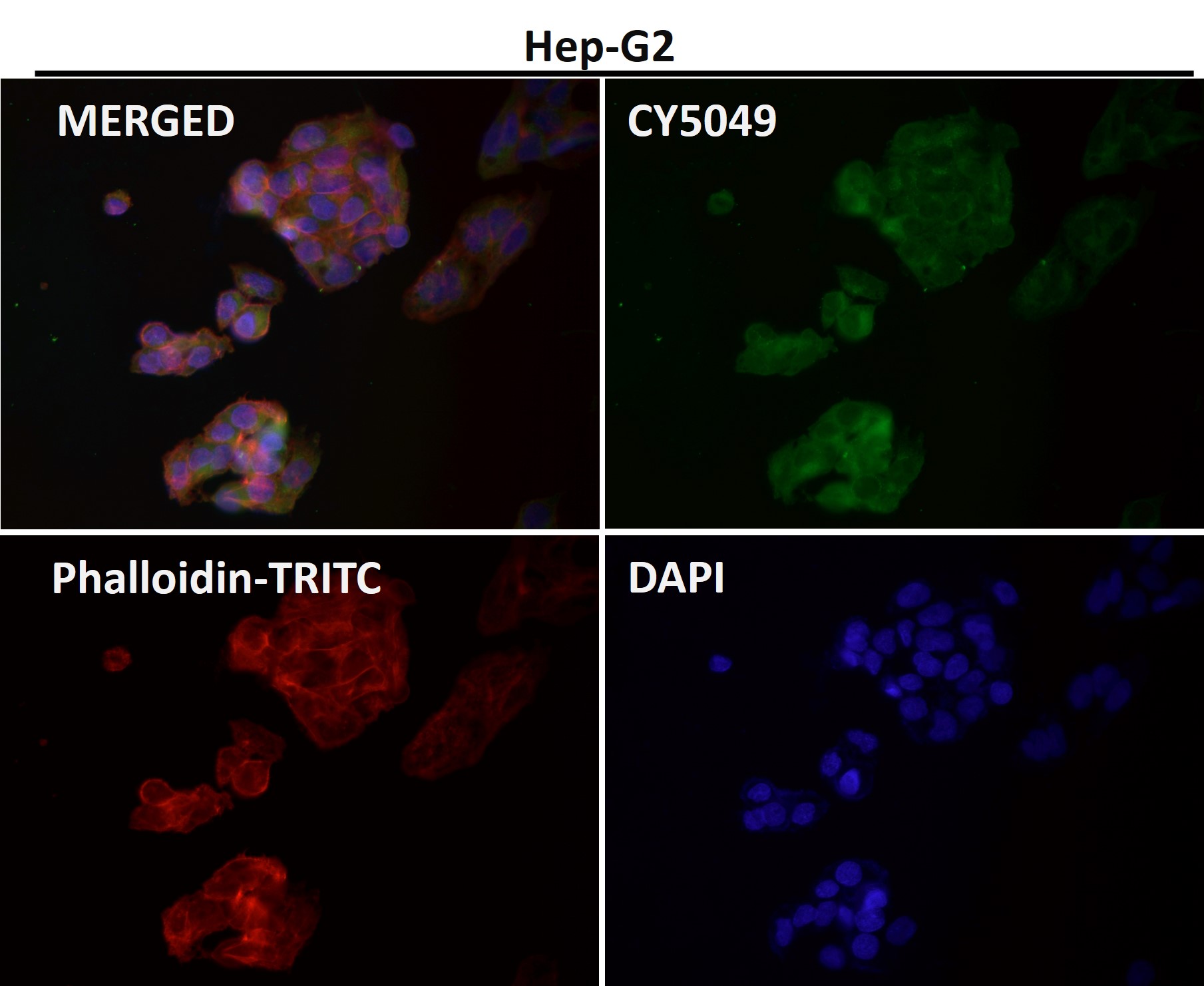 Caspase 9 Ab