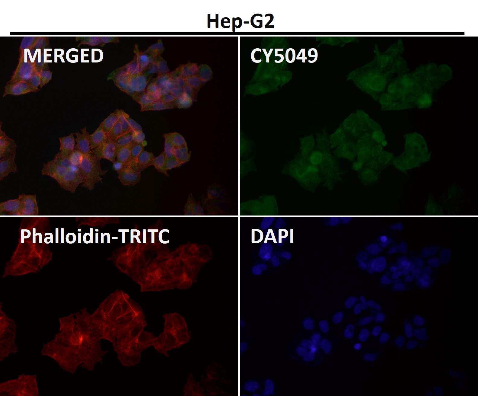 Caspase 9 Ab